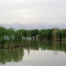 ı