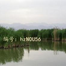 ĩ