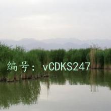 ǱĬ