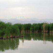 ǱĬ