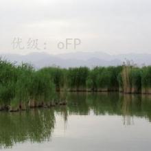 ĩ