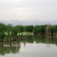 ǧ