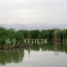 ǧ
